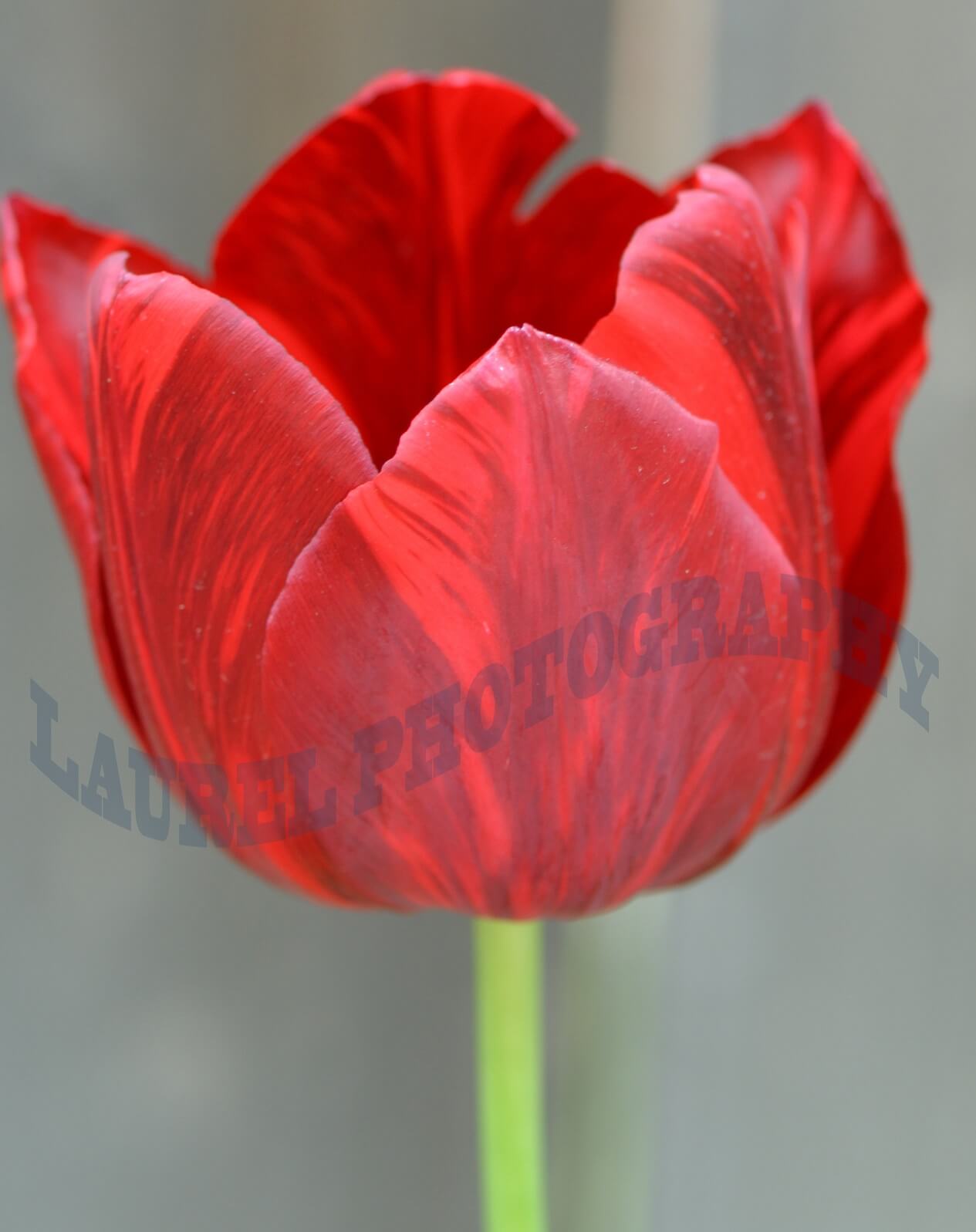 Red Tulip